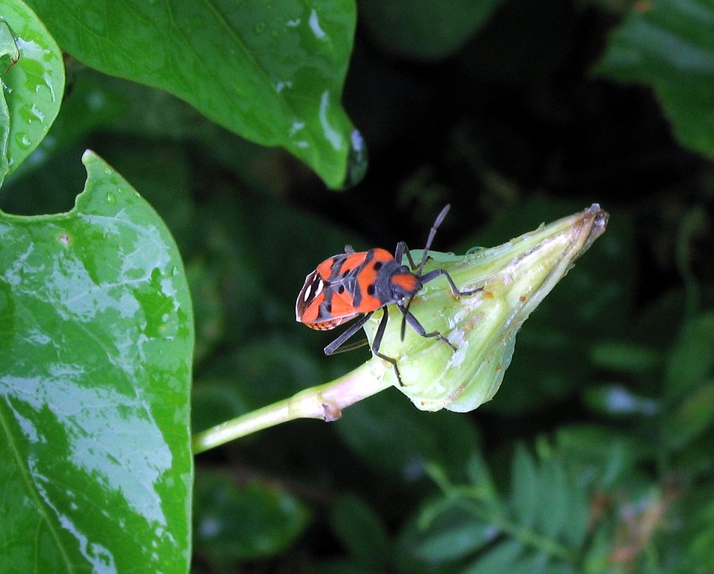 Lygaeidae: Lygaeus equestris? S